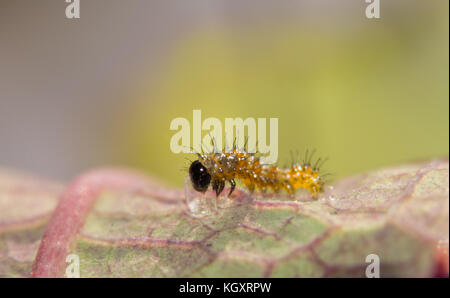 Frisch geschlüpften Golf fritillaryschmetterling Caterpillar essen die Schale der Eier, die er gerade von eclosed Stockfoto