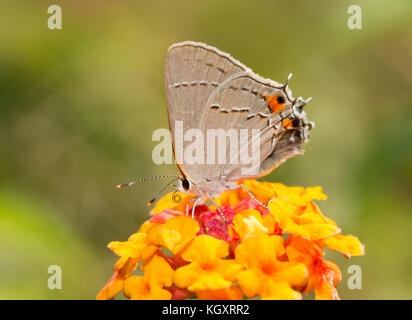 Grau hairstreak Schmetterling auf einem hellen Rot und Gelb lantana Blume, mit grünem Hintergrund Stockfoto