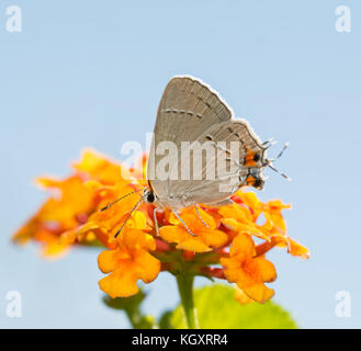 Kleine graue hairstreak Fütterung auf einem bunten Lantana Blume gegen Licht blauer Himmel Stockfoto