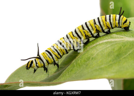 Third instar Monarch Caterpillar auf milkweed Blatt, Seitenansicht Stockfoto