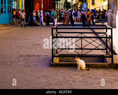 Eine einsame Katze in der Havana Street warten Stockfoto