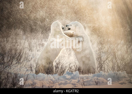 Zwei Eisbären in ihrer natürlichen Umgebung spielerisch zusammen Sparring in goldenem Licht und Schnee in Churchill, Manitoba, Kanada. Stockfoto