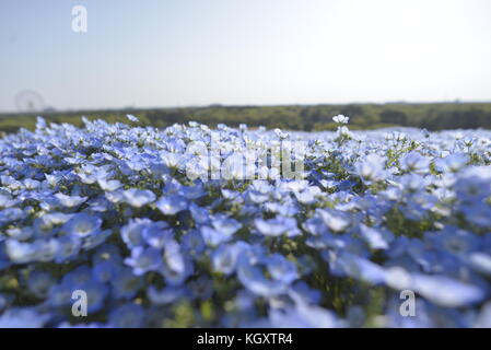 Nemophila, Hitachi Seaside Park, Japan Stockfoto