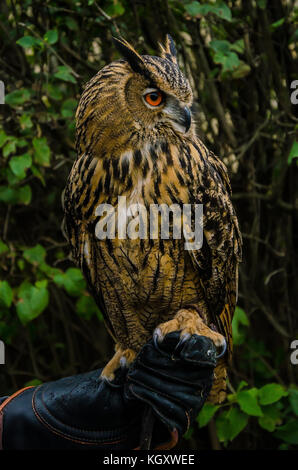 Kreuzenstein Burg, vor Ort als Burg Kreuzenstein, mit seinen Raubvögeln Leistung bekannt, liegt nördlich der Ortschaft Leobendorf. Stockfoto