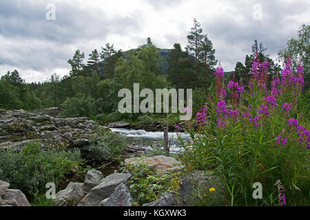 Fluss Rauma in der Nähe der Stadt bjorli in Oppland, Norwegen. Stockfoto