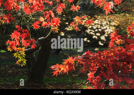 Die herbstlichen Farben der Bäume und Blätter in Westonbirt Arboretum, Gloucestershire, Vereinigtes Königreich. Stockfoto