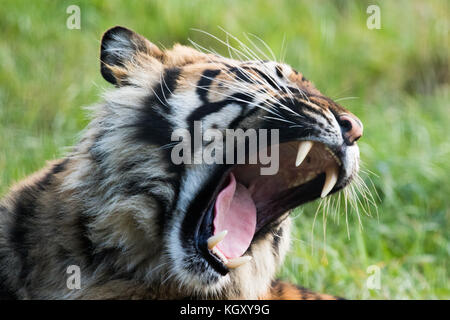 Ein Sumatra-tiger an einem britischen Zoo. Stockfoto