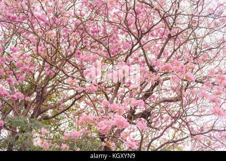 Schöne rosa Trompete Blume Baum oder Tabebuia heterophylla, selektiver Fokus Stockfoto