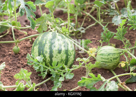 Baum unterschiedlicher Größe Wassermelonen in einem pflanzlichen Gaden Stockfoto