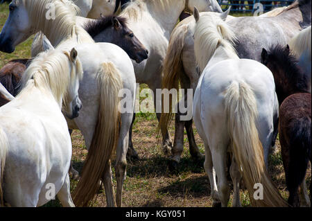 Frankreich. Bouche-du-Rhône (13), Regionalpark Camargue, Saintes-Maries-de-la-Mer. Camargue Pferde Herde Stockfoto