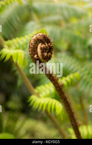 PONGA in den Waitakere Ranges, Neuseeland Stockfoto