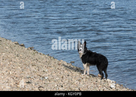 Border Collie vom Wasser Stockfoto