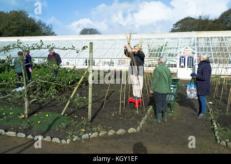 dh Victoria Garden SAUMAREZ PARK GUERNSEY Victorian Walled Kitchen Garden Freiwillige Gartenarbeit freiwillige Gärtner Stockfoto