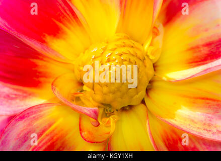 Detail eines roten und gelben daliah Blume Blüte Stockfoto