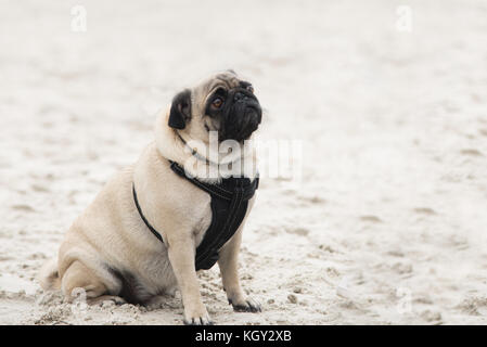 Auf mops Hund auf Sand schließen, trauriges Gesicht Stockfoto