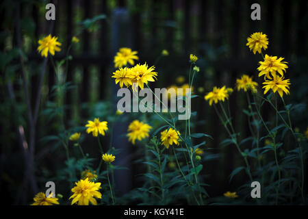 Gelbe Blumen rudbeckia От einen dunklen Hintergrund Stockfoto