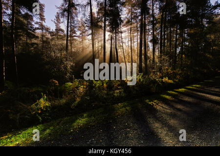 Als der Morgen Licht steigt hinter den Bäumen im Hamsterley Forest in der Grafschaft Durham, an einem Herbstmorgen sprühen Strahlen des Lichts über die Bäume. Stockfoto