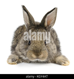 Little Baby Hase auf weißem Hintergrund Stockfoto