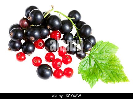 Frische Beeren von johannisbeeren auf weißem Hintergrund isoliert. Beeren schwarze Johannisbeere und Rote Johannisbeere mit grünen Blättern Nahaufnahme Stockfoto