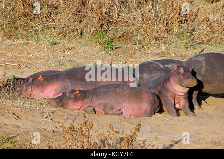 Familie der Flusspferde (Hippopotamus amphibius) ruht auf Land, Krüger Nationalpark, Südafrika Stockfoto