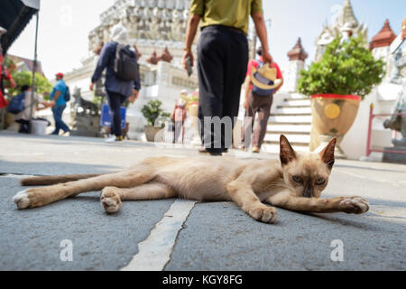 Street cat seinen Körper lecken sich sauber und entspannend am Morgen Stockfoto