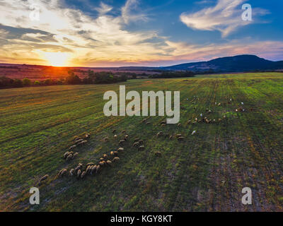 Luftaufnahme der Sonnenuntergang über dem Feld mit Schafen Stockfoto