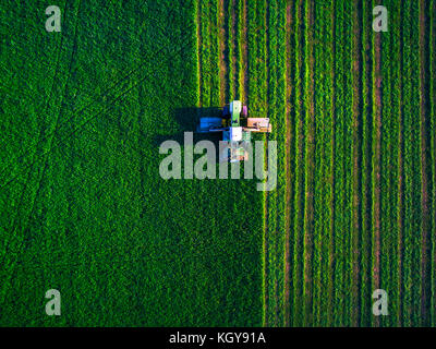 Traktor mähen grünes Feld, Luftaufnahme Stockfoto