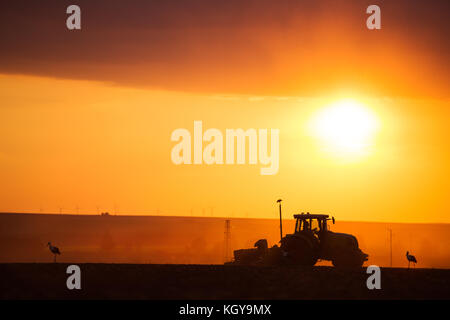 Bauer im Traktor Vorbereitung land mit saatbeet Kultivator, Sonnenuntergang geschossen Stockfoto