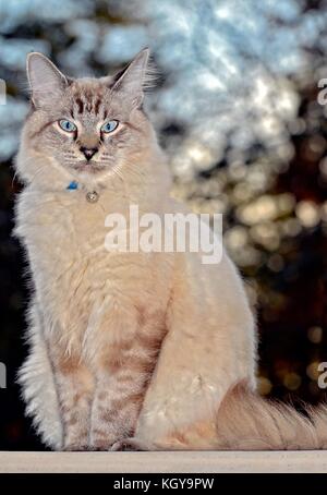 Blue eyed cat Portrait Stockfoto