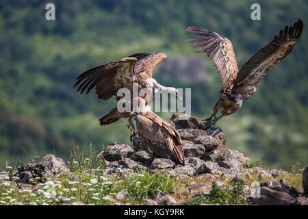 Griffin Geier (abgeschottet Fulvus) in Wildlife Reserve Madjarovo, Bulgarien Stockfoto