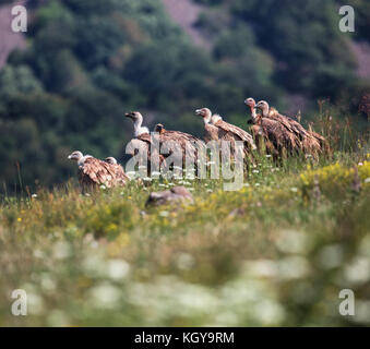 Griffin Geier (abgeschottet Fulvus) in Wildlife Reserve Madjarovo, Bulgarien Stockfoto