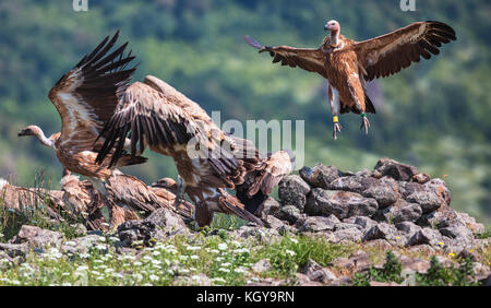 Griffin Geier (abgeschottet Fulvus) in Wildlife Reserve Madjarovo, Bulgarien Stockfoto