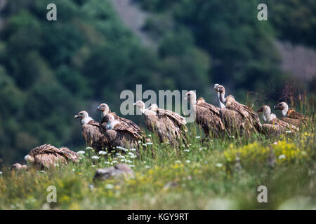 Griffin Geier (abgeschottet Fulvus) in Wildlife Reserve Madjarovo, Bulgarien Stockfoto