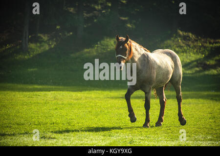 Mystic Sonnenaufgang über die verträumte Berg. Wild Horse Beweidung frisches Gras auf der Wiese. Bulgarien, Europa Stockfoto