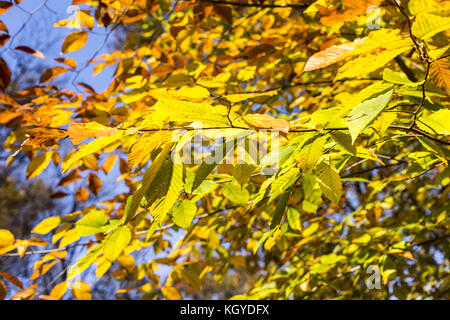 Washington, District of Columbia, USA. November 2017. Herbstlaub im Rock Creek Park in Washington, DC am 10. November 2017 Credit: Alex Edelman/ZUMA Wire/Alamy Live News Stockfoto