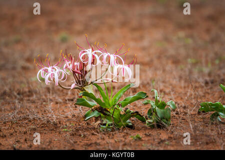 Blut lilly Blume im Krüger Nationalpark, Südafrika; specie scadoxus puniceus Familie der Amaryllidaceae Stockfoto