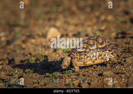 Leopard Schildkröte im Krüger Nationalpark, Südafrika; specie stigmochelys pardalis Familie testudinidae Stockfoto