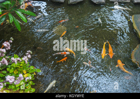 Blick von oben auf die bunten Koi Fische schwimmen im Teich Stockfoto