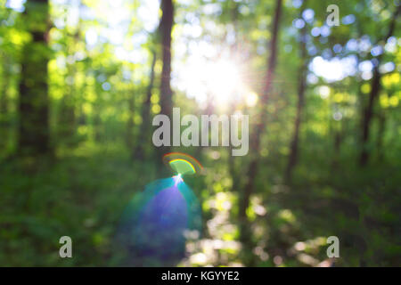 Verschwommen Wald Hintergrund. grüne Natur ökologie Konzept Stockfoto