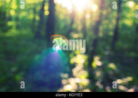 Verschwommen Wald Hintergrund. grüne Natur ökologie Konzept Stockfoto