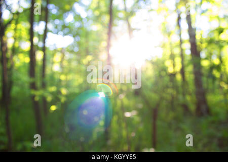 Verschwommen Wald Hintergrund. grüne Natur ökologie Konzept Stockfoto