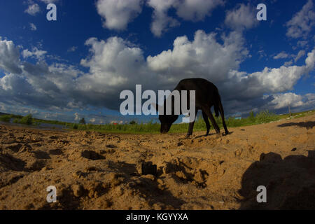 Hund am Strand, blauer Himmel Hintergrund Stockfoto