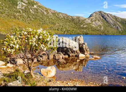 Wildblumen im Dove Lake im Cradle Mountain - Lake St Clair National Park - Tasmanien, Australien Stockfoto