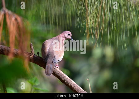 Die lachende Taube oder Spilopelia senegalensis thront auf einem Pine Tree Branch. Stockfoto