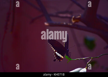 Indische Common Mormon oder Papilio polytes Romulus auf die Aufnahmen eines Lemon Tree. Stockfoto