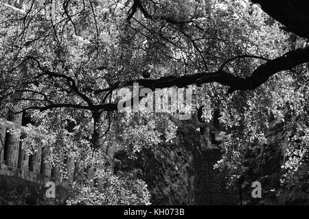 Eine hinterleuchtete tree branch in Monochrom oder Ast durch Sonnenlicht in Schwarz und Weiß beleuchtet. Stockfoto