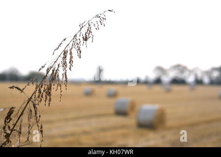 Reis Ohr im Vordergrund, Müsli Feld in den Hintergrund, die mit einer Fläche von Heuballen Stockfoto