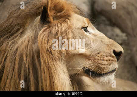 Löwe / Lion Stockfoto