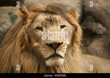 Löwe / Lion Stockfoto