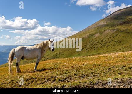 Einen malerischen Blick auf einem weißen Pferd weiden in einer Wiese auf dem Hügel vor dem Hintergrund der schönen Berge, blauer Himmel und Wolken Stockfoto